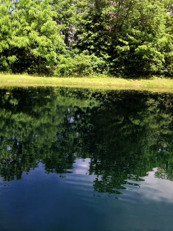 Black Out Pond Dye